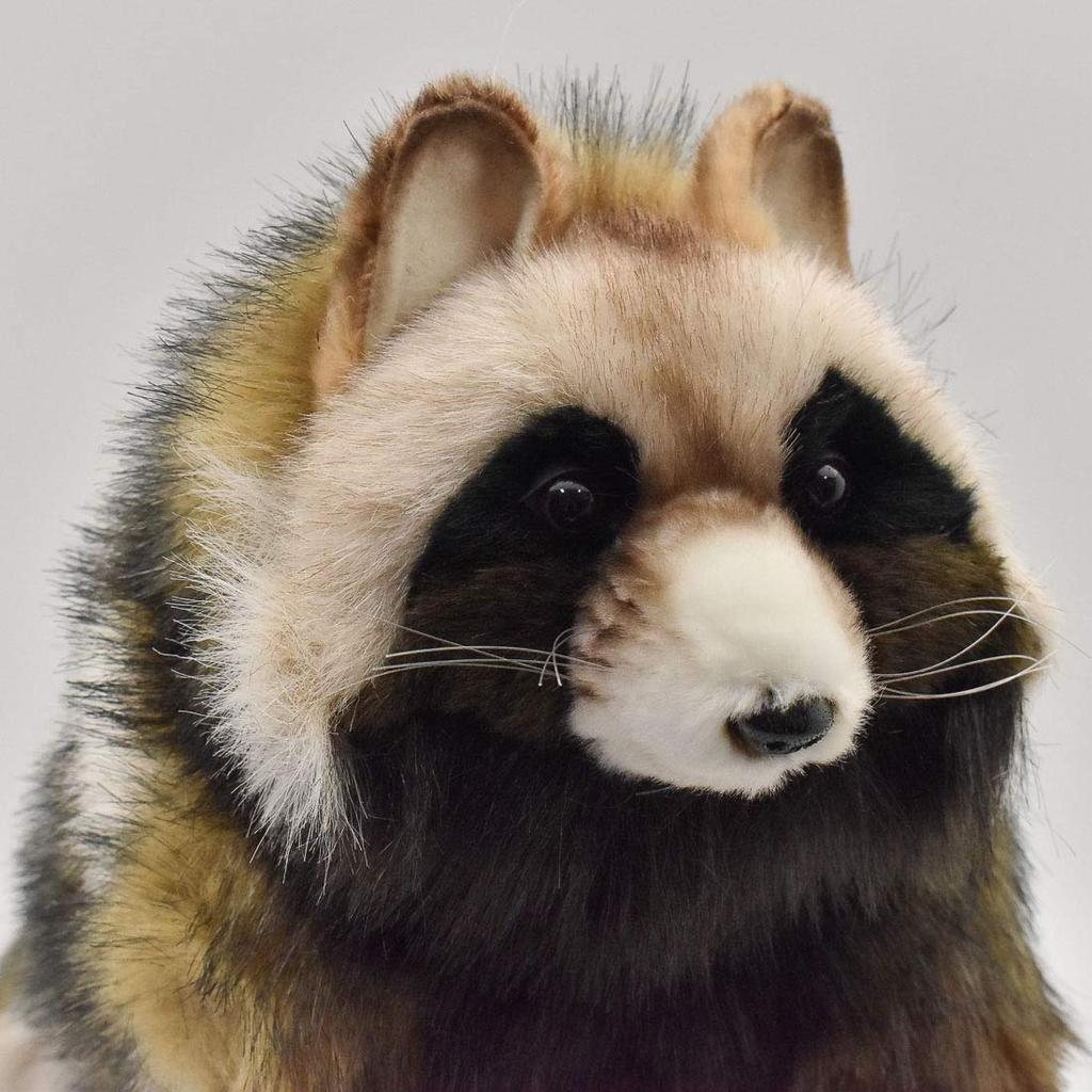 BH7256 HANSA Raccoon 46