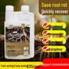 Zhiya Root Cure 500g: Prevents Root Rot, Fusarium Wilt, and Supports Weak Roots & Growth.