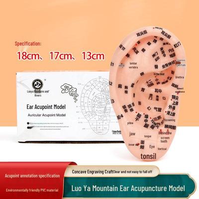 Модель рефлекторной зоны ушной акупунктурной точки 13 см - 18 см для акупунктуры и меридианной терапии