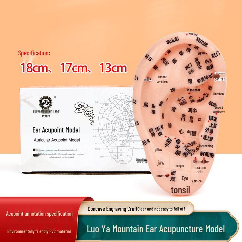 Модель рефлекторной зоны ушной акупунктурной точки 13 см - 18 см для акупунктуры и меридианной терапии
