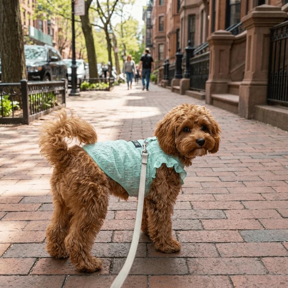 Airy Fabric Pet Cooling Vest Fly Sleeve Summer Dog Clothes Cute Dog Sunscreen Shirt Sun Protection