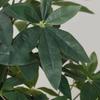 Nordic Faux Money Tree in Large Decorative Floor Pot for Living Room or Office