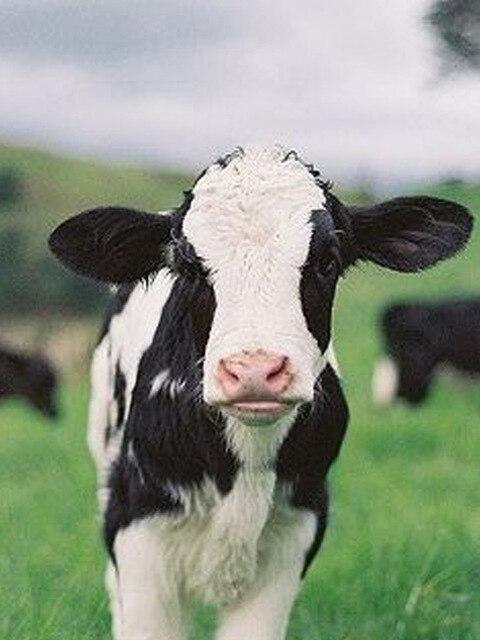 DIY 5D алмазная живопись полный круглый стразы корова вышивка крестом ферма животных мозаика Алмазная вышивка стены книги по искусству домашний декор