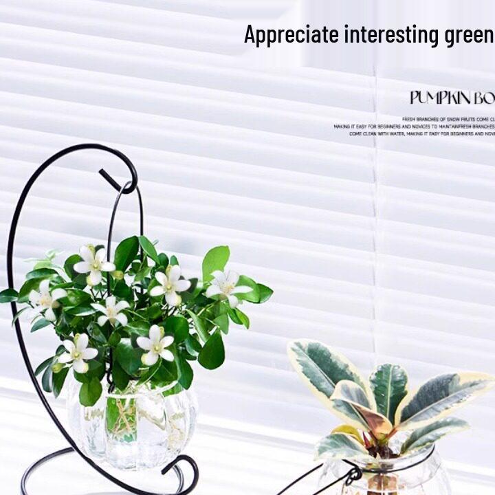 Indoor Desktop Murraya: Easy-Care Blooming Green Hydroponic Plants for Office & Living Room