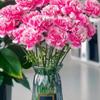 Свежесрезанные гвоздики для Дня учителя, Женского дня, семейных композиций и подарков на День богини.