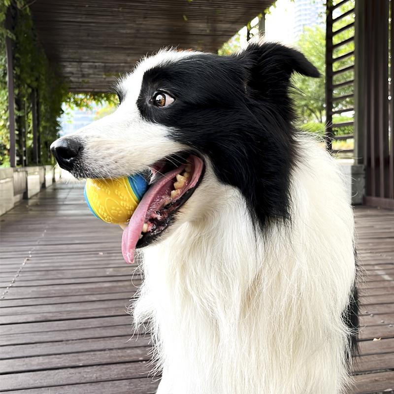 Pet Dog Toy Interactive Rubber Squeaky Ball Dog Toy Bite-resistant High Bounce Puppy Ball Interactive Playing for Dogs Toys
