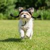 Funny Double Ponytail Pet Hairpiece Black Cosplay Wig Easy to Wear Animal Wig  Festival Cosplay