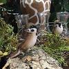 HANSA Plush Toy 7019 Sparrow 10 TREE SPARROW