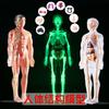 Children's Human Anatomy Model Toy: DIY Organ Assembly & Skeleton Structure