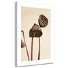 Canvas Print, Dried Lotus Flowers