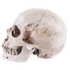 Skull Model Realistic Removable Jawbone Educational Human Skull Model Study Halloween Props Teaching Supplies