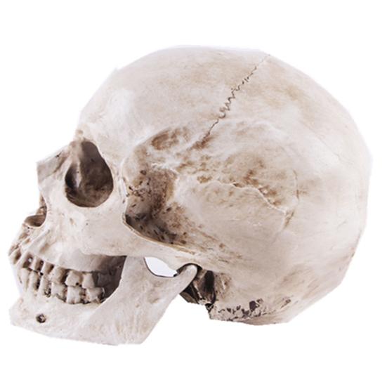 Skull Model Realistic Removable Jawbone Educational Human Skull Model Study Halloween Props Teaching Supplies