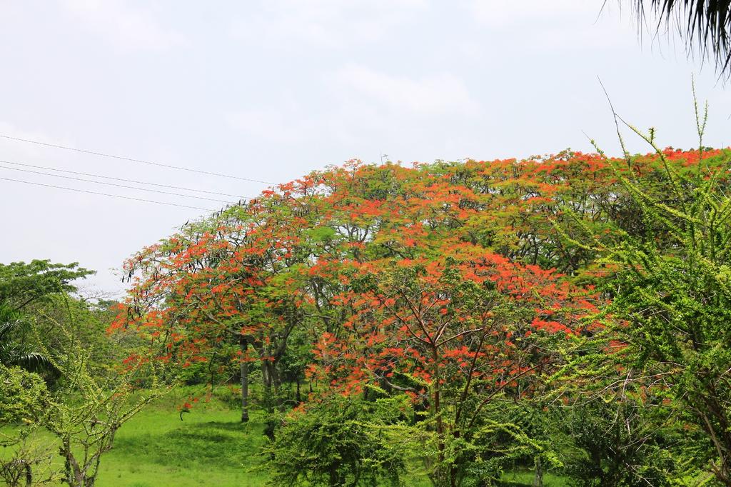 SAFLAX Яркий - 6 семян - Delonix regia