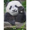 Полный круглый/квадратный 5D Diy алмазная живопись Манящая панда Алмазная вышивка наборы крестиков домашний декор подарки ручной работы
