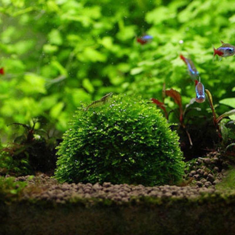 1 шт., водные принадлежности для домашних животных, украшения для аквариума, мох, шары, живые растения, фильтр для креветок Яванского аквариума, аксессуары для аквариума для домашних животных