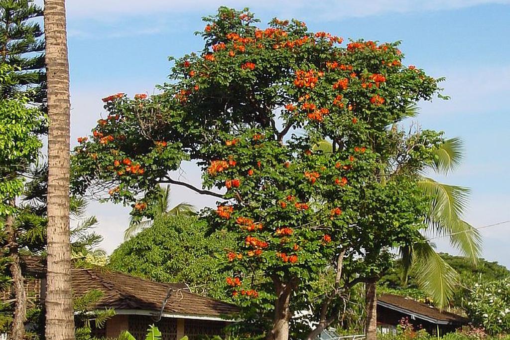 SAFLAX Африканское тюльпановое дерево - 30 семян - С горшечным субстратом для лучшего выращивания - Spathodea Campanulata