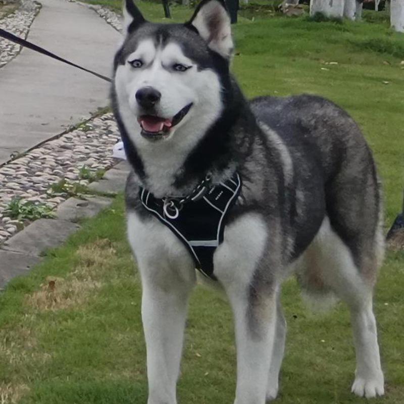 Регулируемый жилет для французского бульдога для собак средних и больших пород Светоотражающие поводки для больших собак Набор mascotas Chain Prdocuts