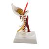 Cervical Spine Model Removable Human Spinal Nerves Model for Doctor Patient Communication Teaching Presentation