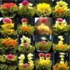 Chinese Blooming Flower Tea Natural Handmade 20 Pcs Flower Tea Ball Herbal Tea