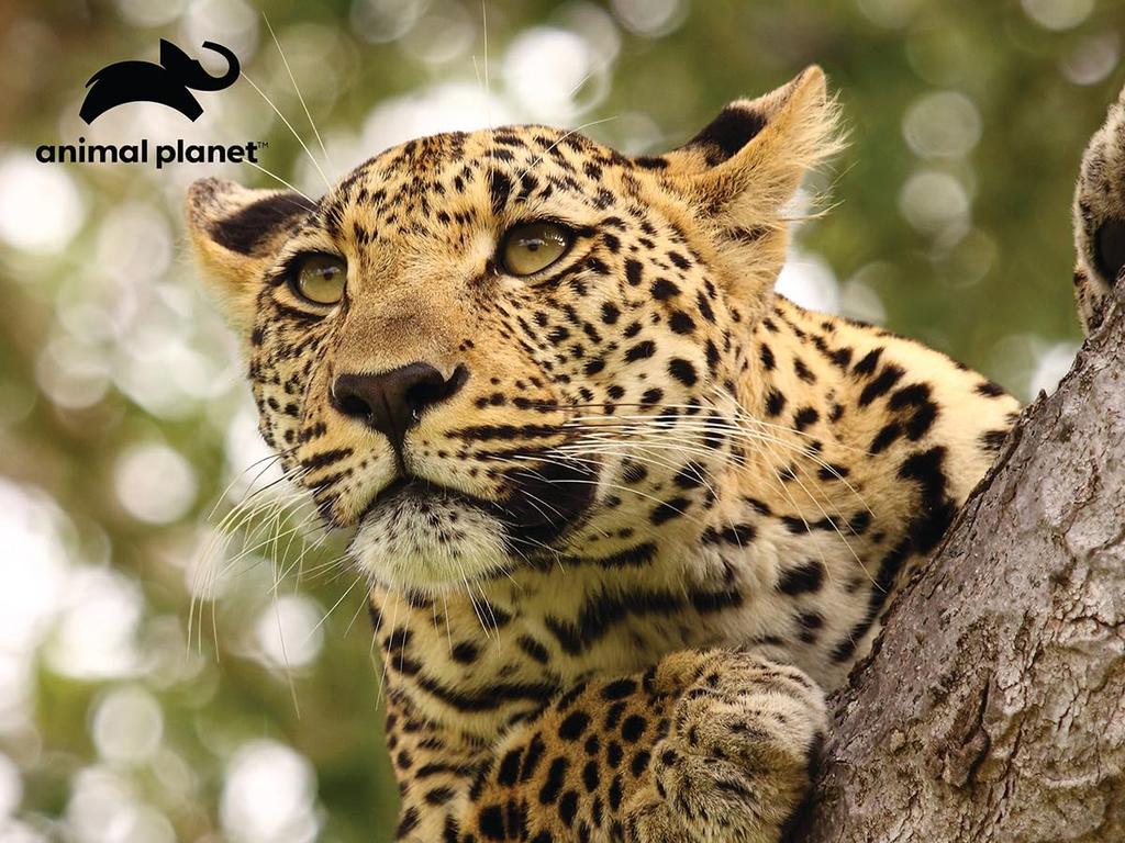 Yamasan Prime 3D Animal Planet Leopard 10383, Finished Size: 61 X 46 Cm 500 Pieces