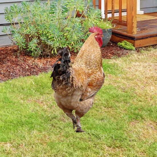 2 шт. садовые колышки акриловая скульптура петуха ручной росписи садовые фигурки курица садовые колышки декоративная скульптура курицы для уличного газона