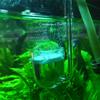 Aquarium CO2 Diffuser Check Valve U Shape Glass Tube Suction Cup for 4x6mm Tube