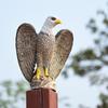 Children's Educational Eagle and Goshawk Animal Model Toy Set