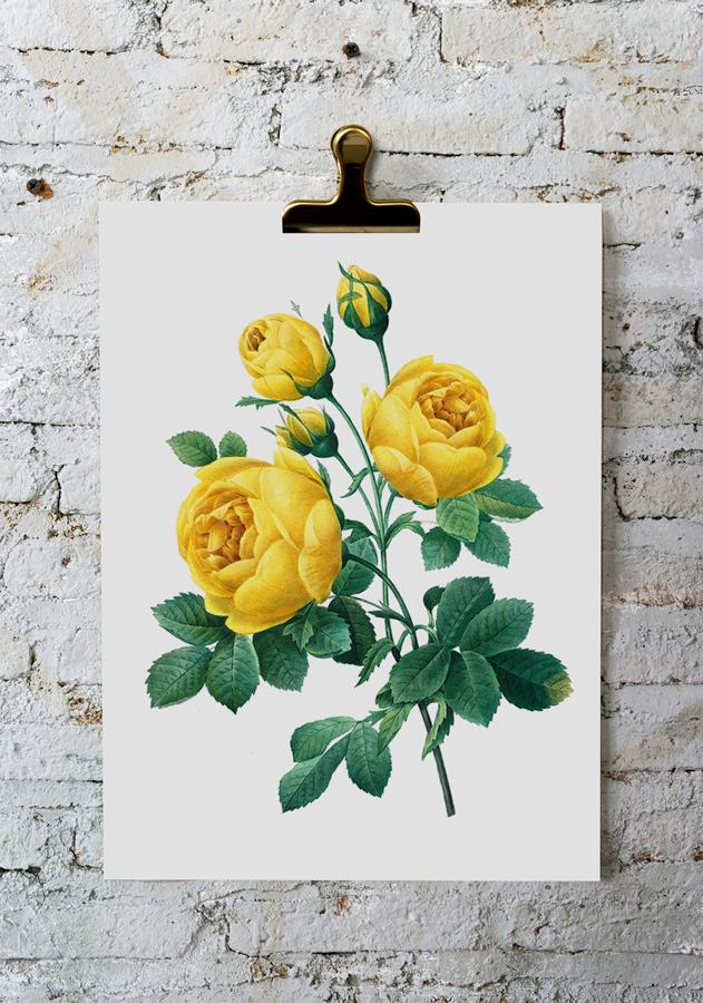 Постер винтажная желтая роза