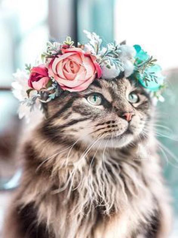 DIY алмазная живопись животное вышивка крестом ремесло полная круглая дрель кошка мозаика Алмазная вышивка домашний декор стены