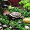 Non-Fading Landscape Turtle Statue Hand-crafted Attractive Miniature Tortoise Ornament Outdoor Pond Decor