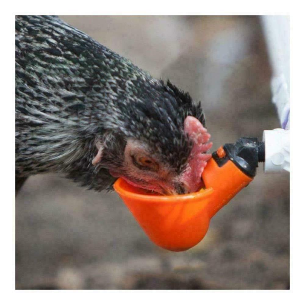 Chicken Coop Feed Quail Plastic Automatic Drinker Plastic Chicken Hen Poultry Water Drinking Cups