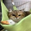 Универсальный гамак для кошек: Дышащая сетчатая подвесная кровать, регулируемые качели для клеток