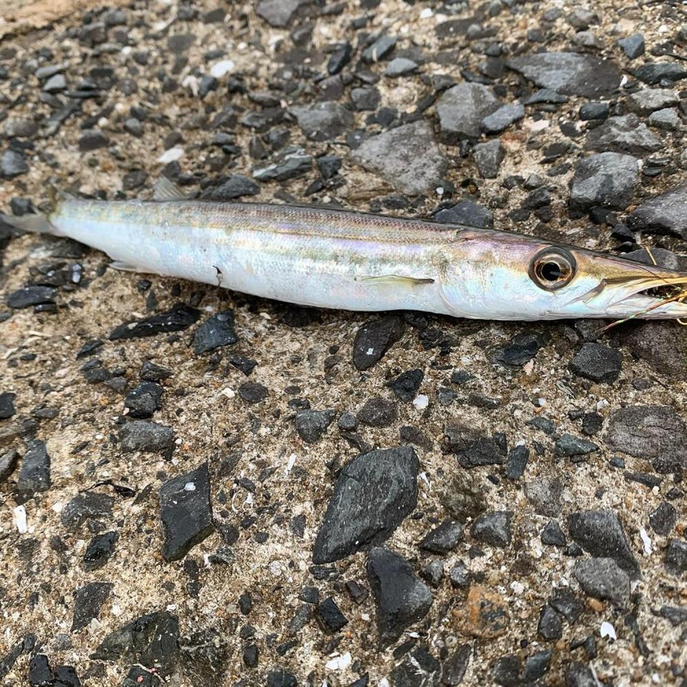 Hayabusa  Hayabusa  Kamasu Senka Casting Sabiki 3 Hooks 3 Set 11 4 Hs421 11 4 11 4