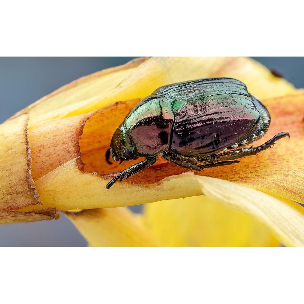 Объектив 7Artisans 60 мм F2.8 Macro E с байонетом Sony E APS-C, черный