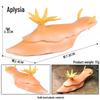 Marine Animal Simulation Models: Jellyfish, Octopus, Sea Shrimp, Sea Anemone, Squid, Horseshoe Crab, Crayfish, Arrowhead