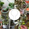 Plant Bracket Stand Transparent Weather-Resistant Structure Acrylic Garden Support Climbing Plant Growth Enhancer