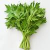 300 Lovage Seeds (levisticum Officinalis) Perpetual Celery