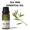 Ananta Tea Tree Essential Oil 10 Ml – Fresh Herbal Aroma Oil for Diffuser & Home Fragrance