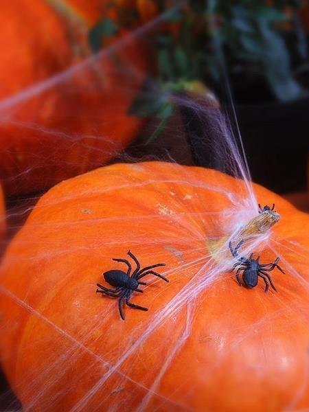 Plastic Spiders, Black, 10 Pcs