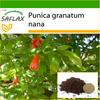 Dwarf Pomegranate - 50 Seeds - With Potting Substrate for Better Cultivation - Punica Granatum Nana