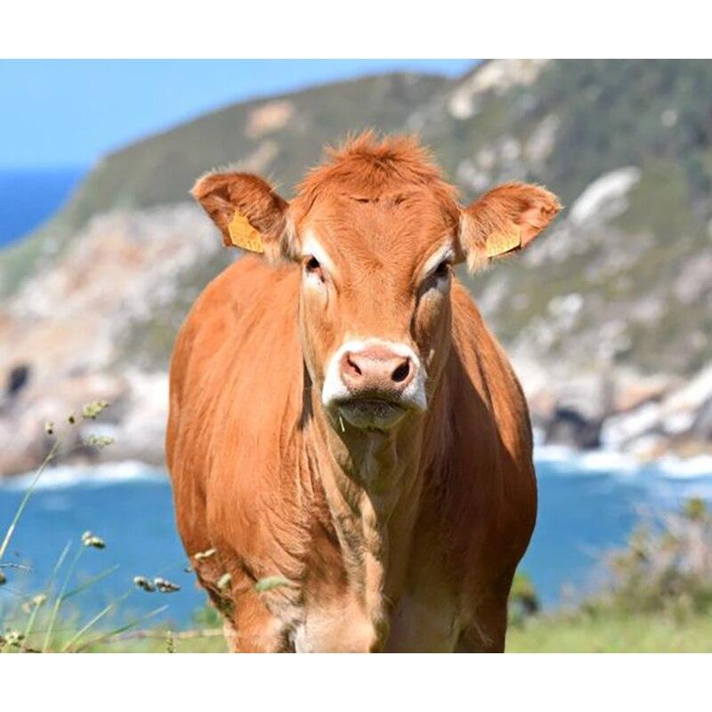 Новый 5D DIY алмазная живопись крупный рогатый скот Алмазная вышивка животные вышивка крестиком полная круглая дрель ремесла домашний декор ручной подарок