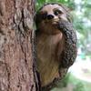 Realistic Sloth Statue Garden Resin Sloth Climbing Hanging Tree Hugger&Peeker Animal Statue Home Landscaping Decoration Ornament