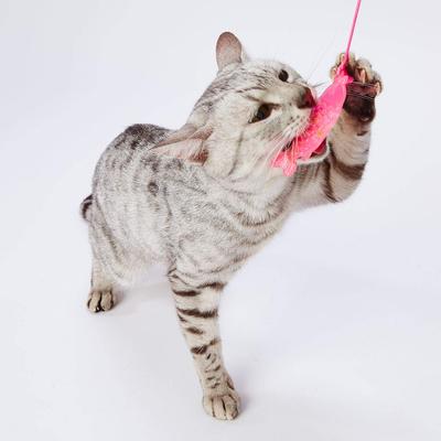 Petio Игрушка для кошек Котенок Складная Рыба Кошачий Мяч