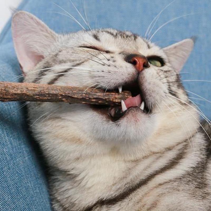 20 шт. палочек для кошачьей мяты, органические игрушки для кошек, натуральные растительные жевательные палочки, игрушки для чистки зубов у кошек, игрушки для жевания моляров у кошек, товары для животных