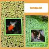 Betta Fish Feeding Ring Aquarium Floating Plant Rings Fish Tank 10Pcs