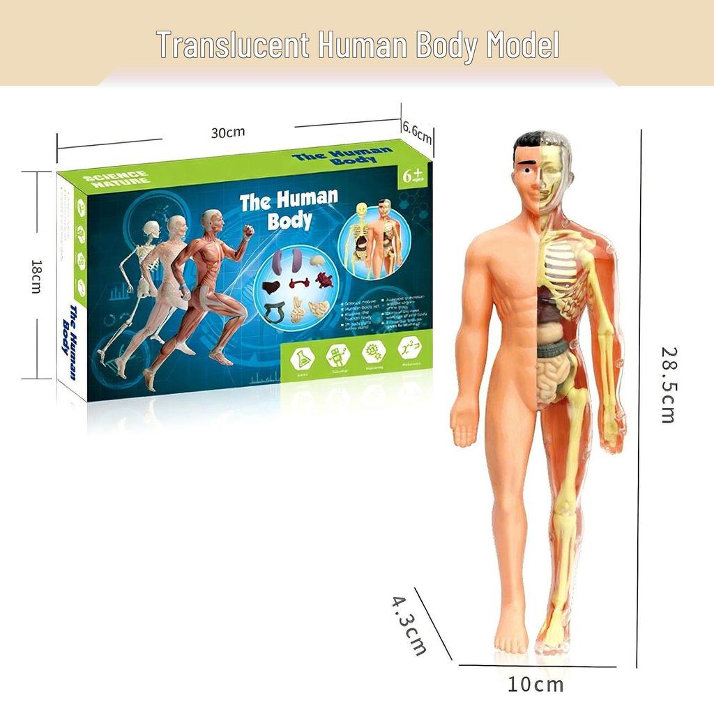 Children's Educational Anatomy Puzzle Toy - Cross-Border Human Skeleton Organ Assembly Model