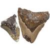 Stone Natural Fossil Megalodon 2 Pieces About Excavation North United [N2 Natural] (Carcharocles Megalodon) (Uncleaned Fossil (random) [Total