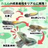 Avidora Лягушка Веселая Игрушка Фигурка Животное Образовательная Игрушка Стадии Роста 5шт