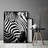 Picture poster In a frame 43x33 cm Zebra 7 P578