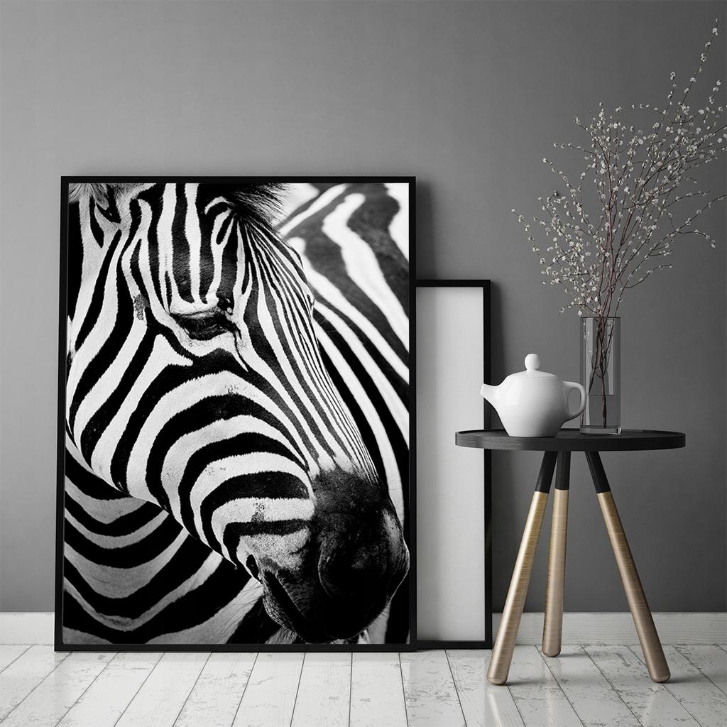Picture poster In a frame 43x33 cm Zebra 7 P578